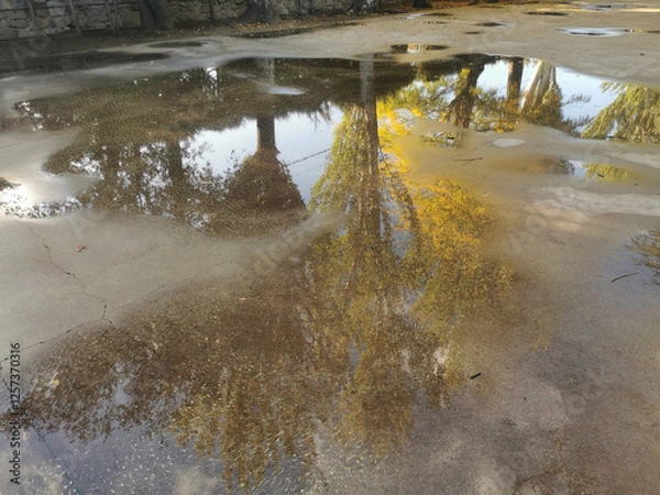 Obraz beautiful reflections of trees on a large rain puddle