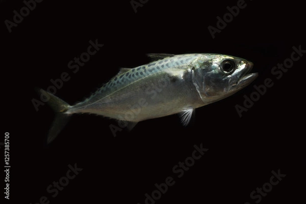 Obraz live Indian mackerel (Rastrelliger kanagurta) 