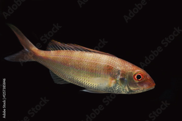 Obraz Notchedfin threadfin bream (Nemipterus peronii)
