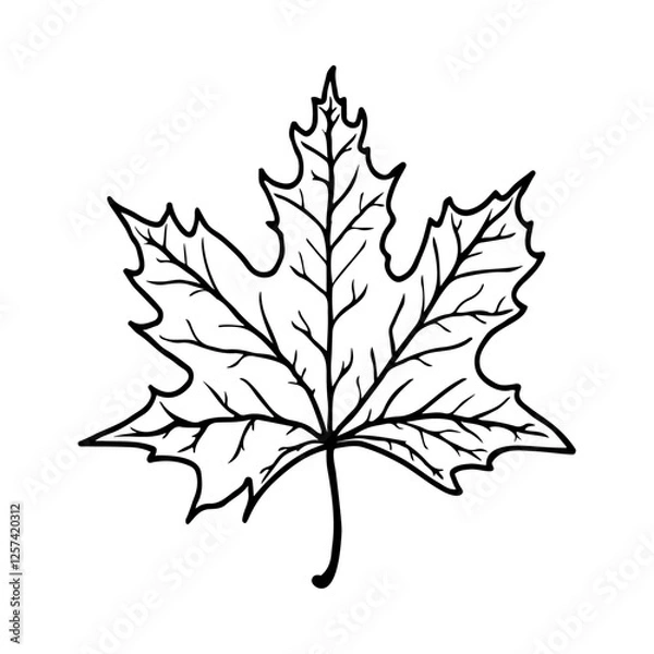 Obraz Maple leaf vector outline isolated. Maple leaf drawing.