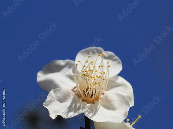 Fototapeta 青空と梅