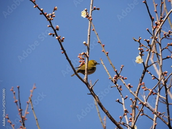 Obraz 梅とメジロ