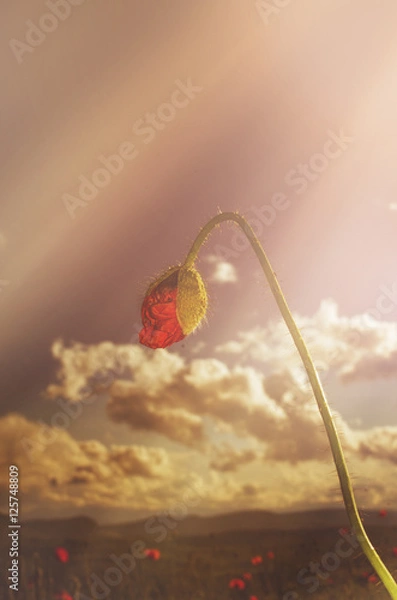 Fototapeta poppy bud