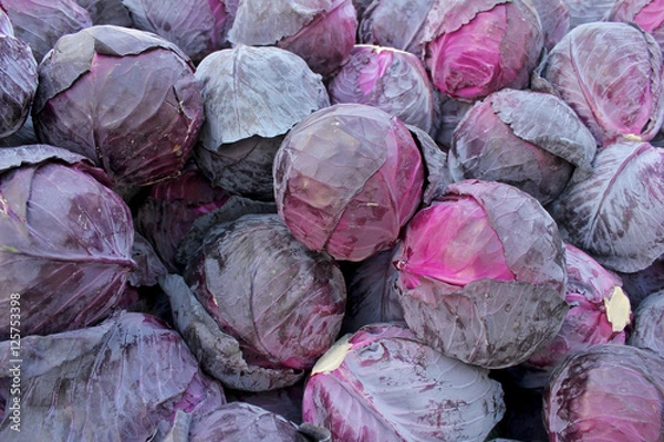 Obraz Red cabbage on the market in Bulgaria