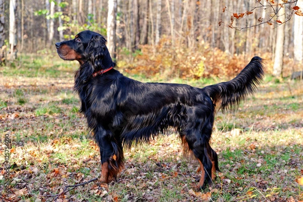 Obraz  Setter Gordon in autumn forest