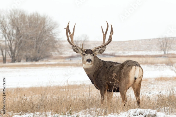 Obraz Muł Jeleń Buck w śniegu