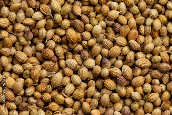 Obraz Coriander seeds  background texture.