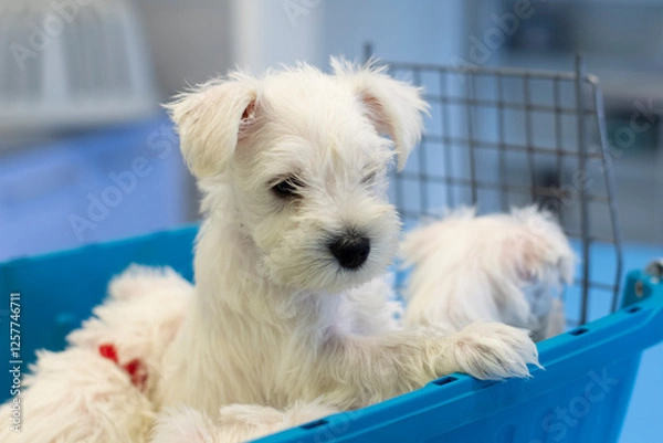 Obraz Small white puppy at the vet