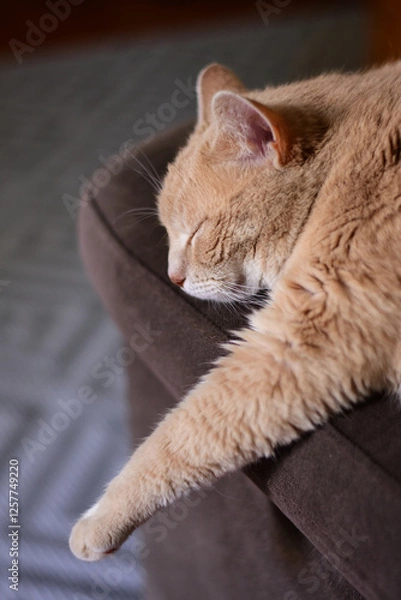 Obraz Large tabby cat sleeping on the sofa with a stretched paw
