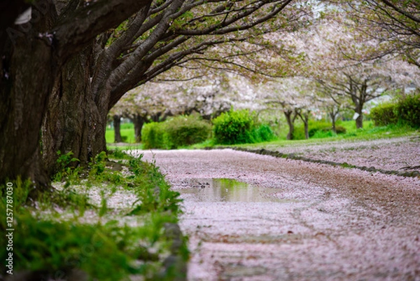 Obraz 桜並木と水溜り