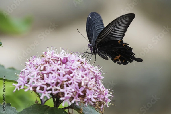 Obraz 꽃누리장나무꽃과 제비호랑나비