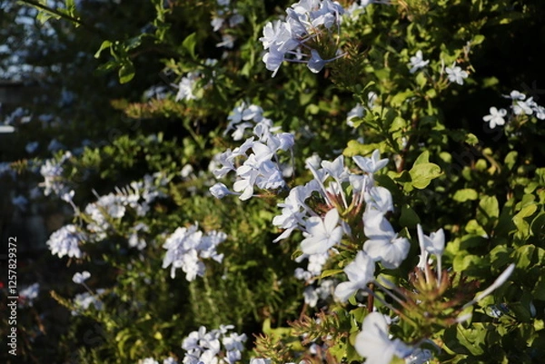 Fototapeta Blue Serenity