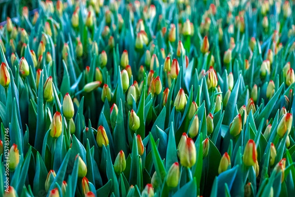 Obraz Tulips in a greenhouse.