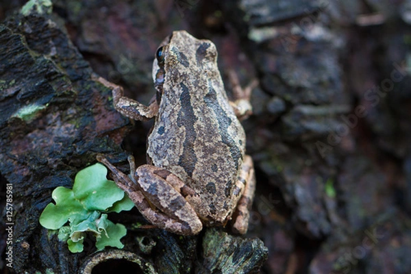 Fototapeta Frog climbing a tree