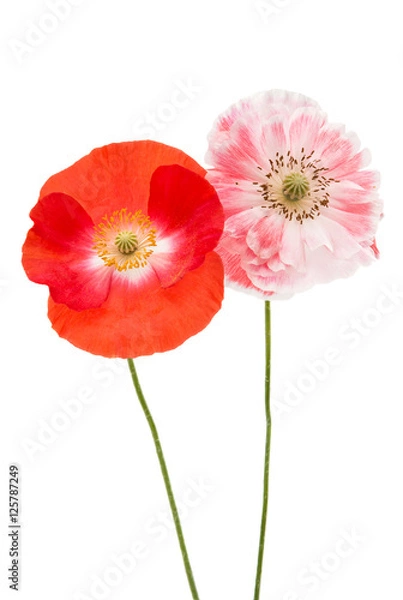Obraz poppy flower