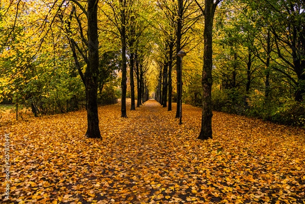 Obraz A picturesque path lined with stunning autumn-colored trees
