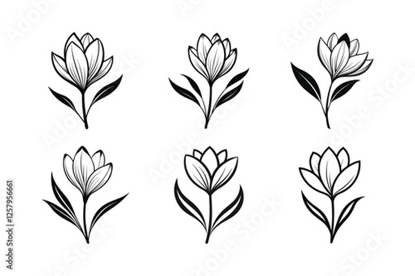 Fototapeta Crocus (Crocus spp.) line art vector illustration