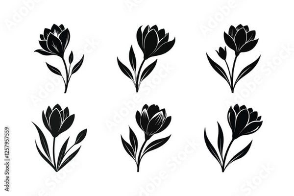 Fototapeta Crocus (Crocus spp.) silhouette vector illustration