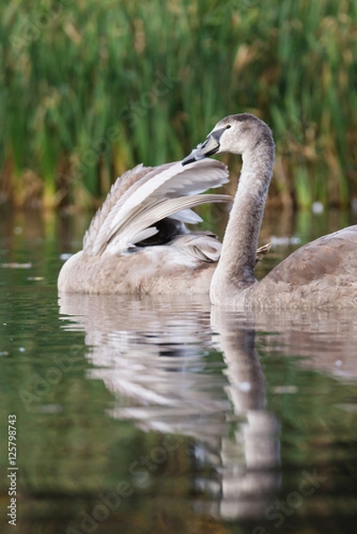 Obraz Mute Swan, Swans, Cygnus olor