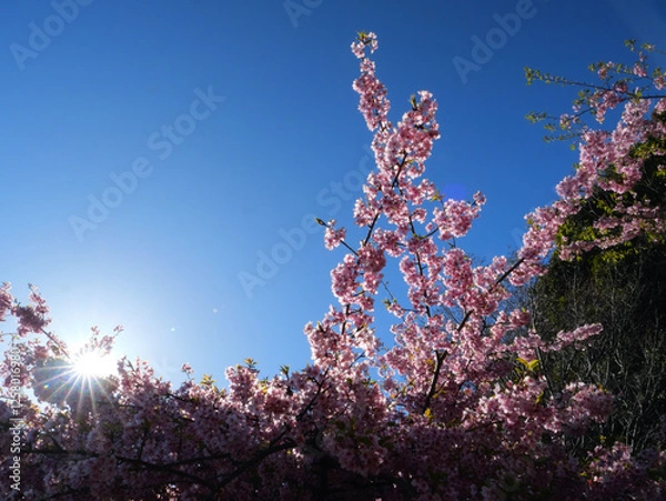 Obraz 日本、春、日光に照らされる桜