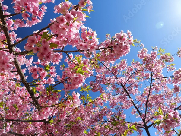 Obraz 日本、春、日光に照らされる桜