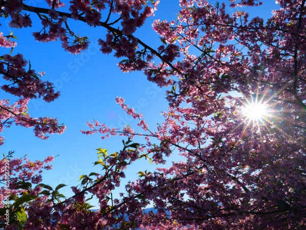 Obraz 日本、春、日光に照らされる桜