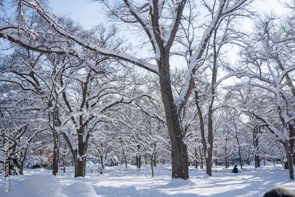 Obraz 北海道大学
