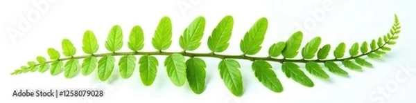 Fototapeta delicate green fern frond isolated on white background, botanical, green