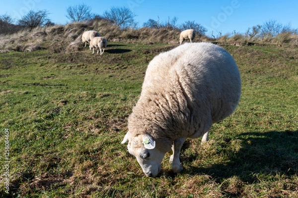 Fototapeta A group of sheep peacefully grazing on the grassy dunes of Schiermonnikoog, enjoying the sunlight on a bright day