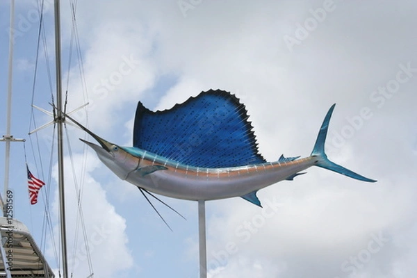 Obraz Sail Fish