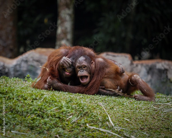 Fototapeta Orangutan cubs playing on the ground