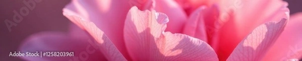 Fototapeta Close-up of delicate flower petals with subtle color gradations and delicate texture, flower arrangement, petal, delicate