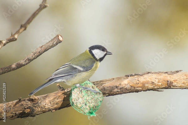 Fototapeta great tit, blue tit eats fat ball at the manger in the branches of trees