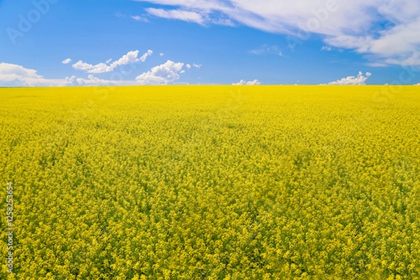Fototapeta  Aerial view of a blooming rapeseed field with blue sky