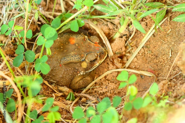 Obraz Toad hibernate.