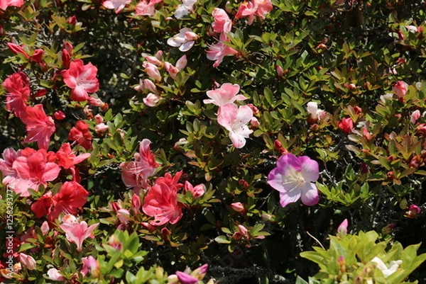 Fototapeta サツキ