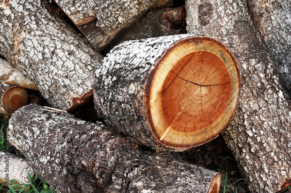 Fototapeta wood logs