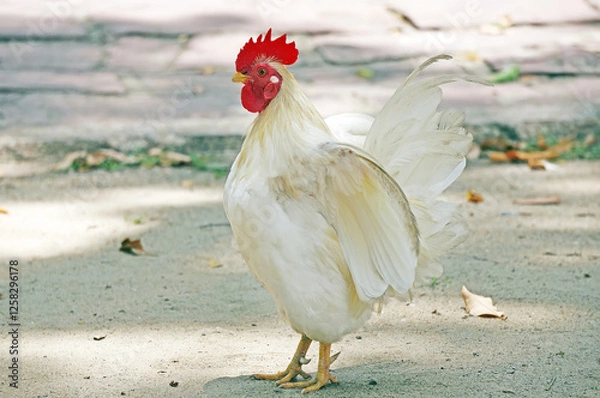 Obraz White chickens live in temples