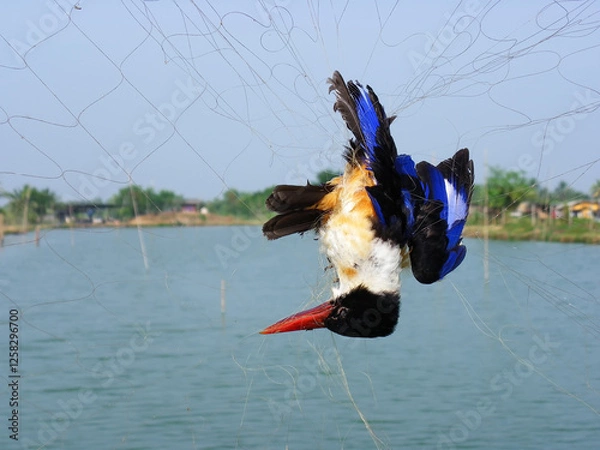 Obraz bird dead strangled by the trap