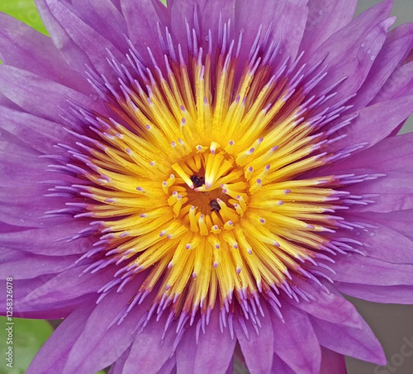 Fototapeta Lotus flower in pond