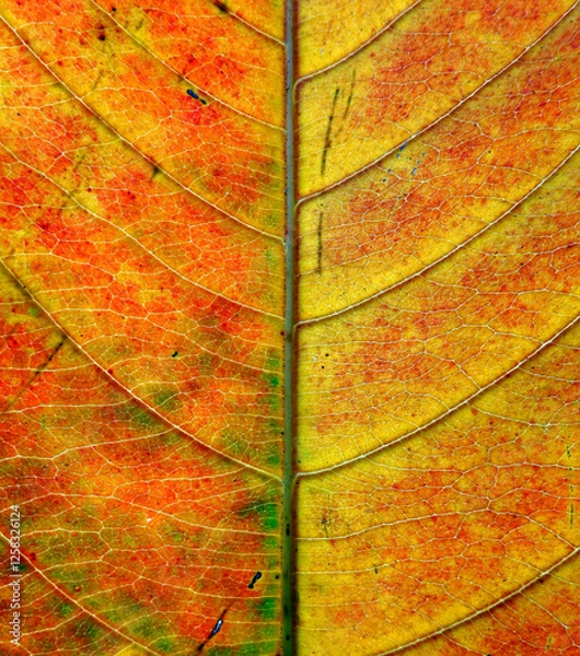 Obraz leaf background texture macro photography