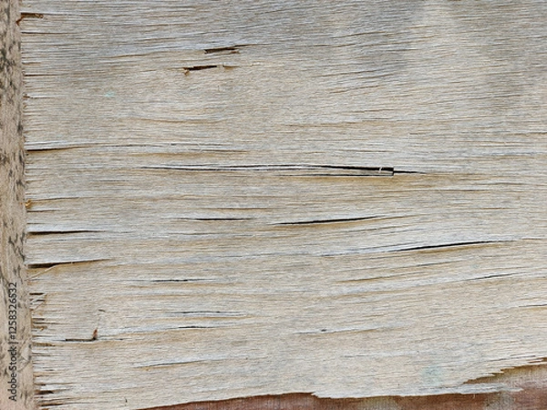 Obraz Old wood grain texture background