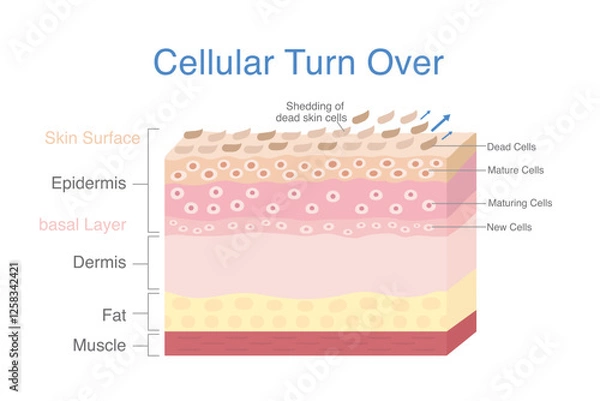 Fototapeta Cellular turn over diagram. 3D skin layer showing start of cells produced in basal layer then maturing and moving up and ending at shedding of dead skin cells at top layer skin.