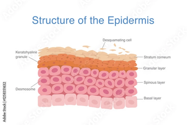 Fototapeta Structure of the epidermis layer during cell turnover. Desquamating cell are out of at the top layer. New cells start at Basal layer.
