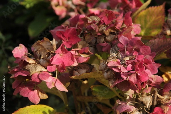 Fototapeta Hortensien