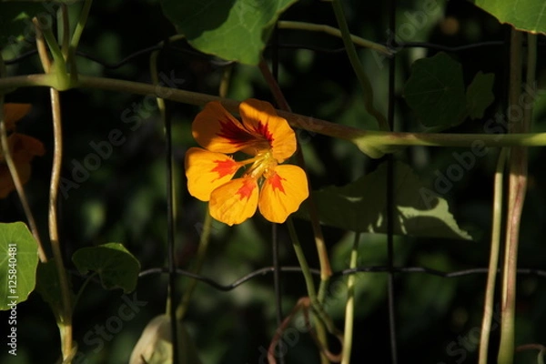 Fototapeta Kapuziner