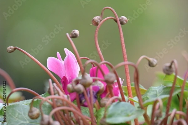 Obraz Pink cyclamen flowers with soft green background