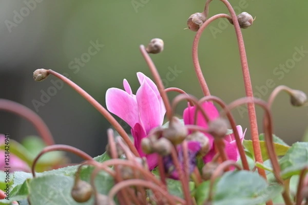 Obraz Pink cyclamen flowers with soft green background