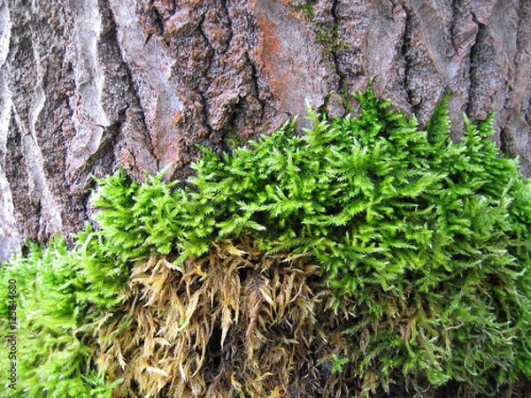 Fototapeta Bark of old tree covered by a moss