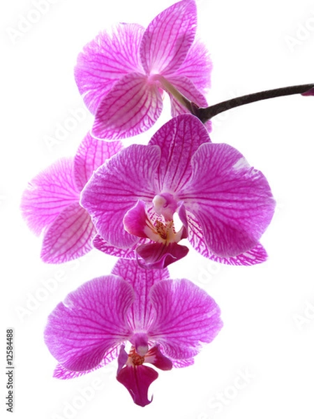 Obraz Orchidea